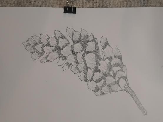 Drawing of a pine cone.