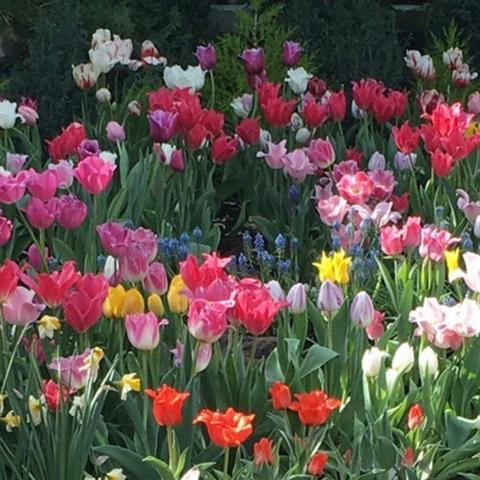 A photo of colourful flowers.