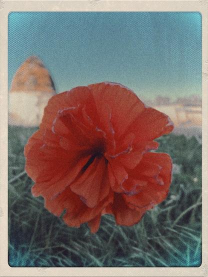 Pavot en fleur devant l’échauguette