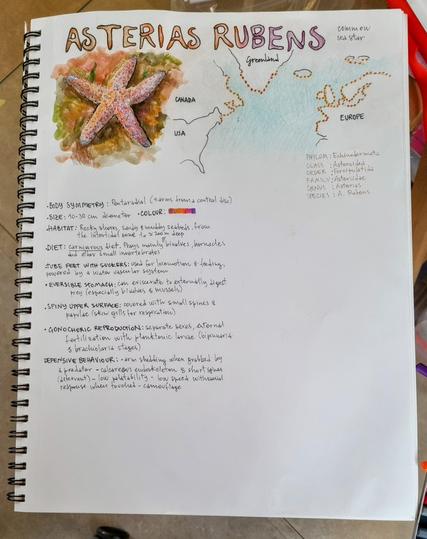 A hand made illustrated chart about Asterias Rubens. Includes: taxonomy, distribution, body size, colour, habitat, diet, reproductive and defensive behaviour.
