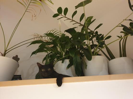 black cat on the mezzanine where a lot of plants in white pot  tried to take refuge. cat is staring straight at us with big round yellow and black eyes