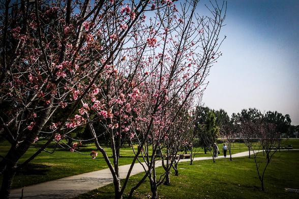The image depicts a serene park scene with a pathway lined by cherry blossom trees in full bloom. The foreground features several trees with delicate pink flowers, their branches reaching out towards the sky. The grass is lush and green, providing a vibrant contrast to the pink blossoms. In the background, a clear blue sky stretches out, with a few people walking along the path, adding a sense of scale and activity to the scene. The pathway is well-maintained, suggesting a public park setting. The overall composition is balanced, with the trees framing the pathway and the sky providing a calming backdrop.

Provided by @altbot, generated privately and locally using Ovis2-8B
