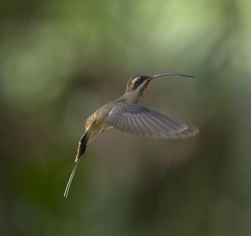 A long and lanky hummingbird with a long tail tipped white to counterbalance its long curved beak. The bird is hovering against a blurred background of deep green forest. This is the Long-billed Hermit. Photo by Peachfront. Soberania National Forest, Panama. April 2025.