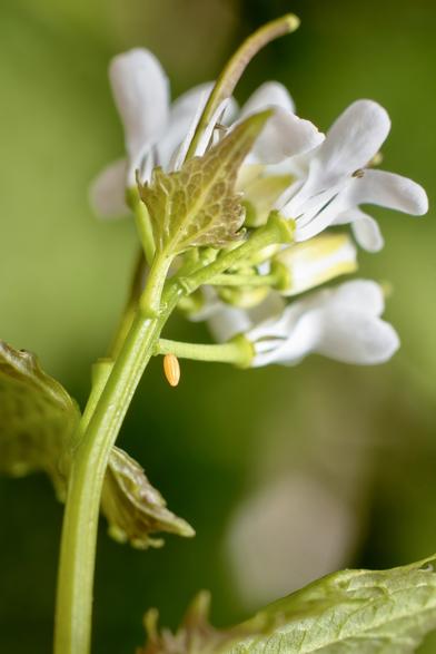 Orange-Tip butterfly egg on Garlic Mustard