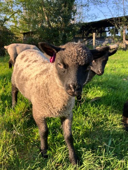 Close up photo of a lamb, with others behind, in a patch of meadow. They have a splotchy grey fleece and black face and legs. There’s a pink tag in their right ear. A hedge runs along the back of the meadow under a strip of blue sky.