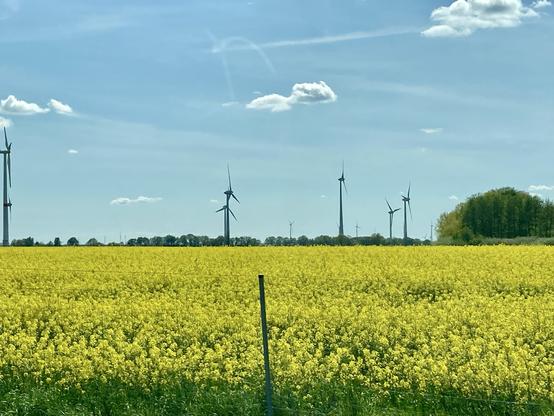 A half dozen wind turbines stand tall in a field of yellow flowers. Two small puffy clouds in a blue sky
