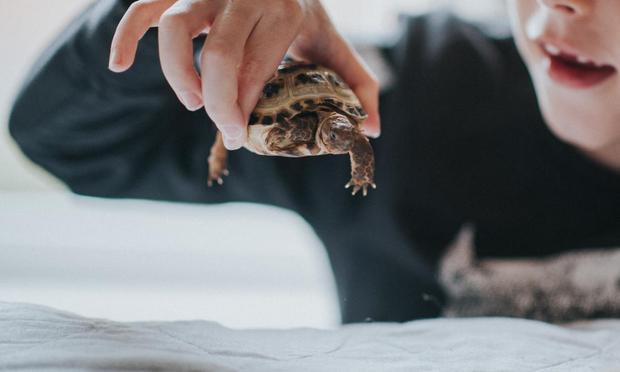 Un niño jugando con una tortuga (Catherine Falls Commercial vía Getty Images)