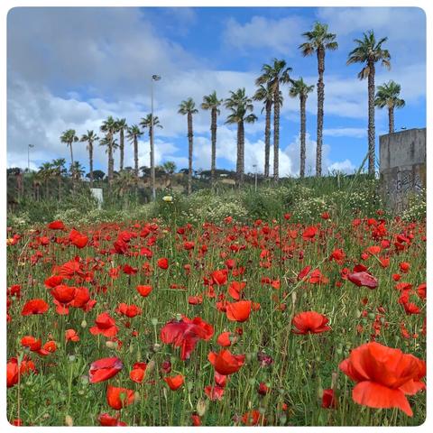 Ein lebendiges Feld aus roten Mohnblumen blüht im Vordergrund, mit hohen Palmen, die den Hintergrund unter einem teilweise bewölkten blauen Himmel auskleiden.