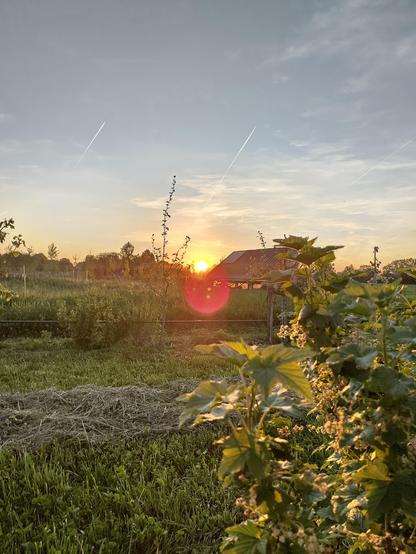 Die Sonne steht tief und golden über einer Gartenlandschaft. Ein Häuschen ist zu sehen, kleine Bäume und ein Johannisbeerstrauch im Vordergrund