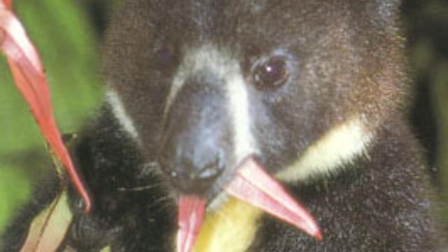 With the adorable face of a #teddybear 🧸 and the agile body of a #Kangaroo 🦘 the #Dingiso is a tree kangaroo of #WestPapua. They're #endangered from #palmoil #deforestation Fight for them and #BoycottPalmOil #Boycott4Widlife 🌴🩸🔥☠️🧐⛔️ @palmoildetect https://palmoildetectives.com/2021/01/26/dingiso-dendrolagus-mbaiso/?utm_source=mastodon&utm_medium=Palm+Oil+Detectives&utm_campaign=publer