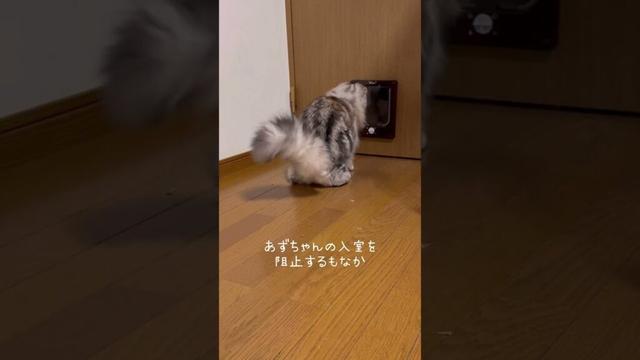 あずきには厳しく対応するホワイトタイガーさん🐯　#保護猫 #ねこ #猫のいる生活 #shorts #cat #猫動画 #funnycats #ホワイトタイガー #スコティッシュフォールド