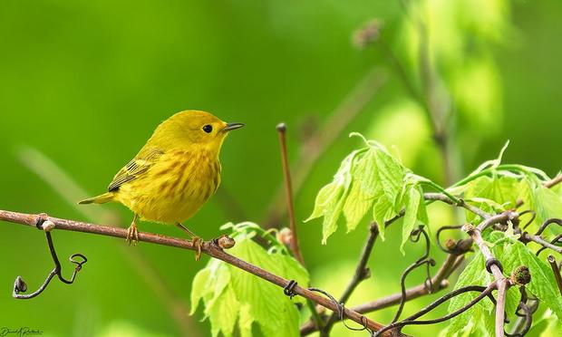Small yellow bird with reddish streaking on throat and breast, perched on a bare vine with a green springtime background.