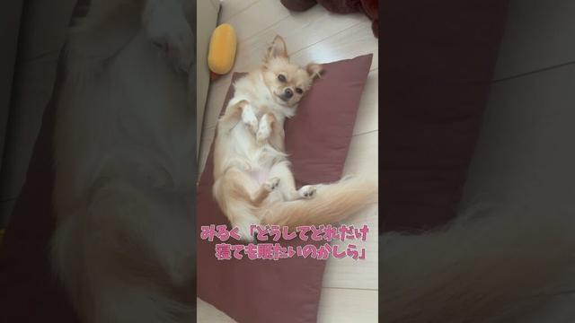 飼い主から奪った枕で寝るチワワが可愛い #ロングコートチワワ　#犬 #犬好きさんと繋がりたい #犬と猫どっちも飼ってると毎日たのしい #多頭飼い