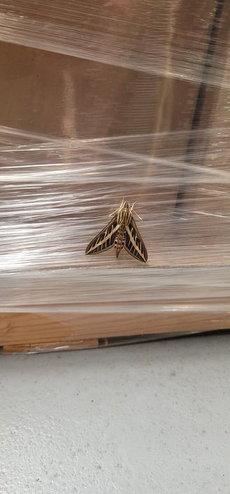Insect hanging on shrink wrap