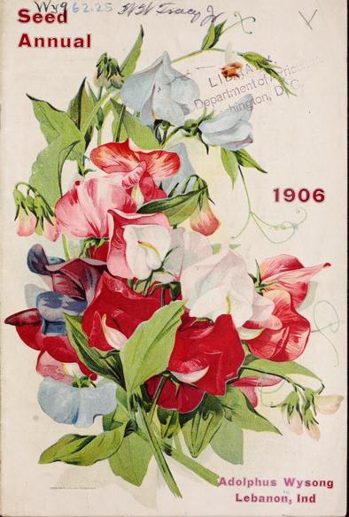 The image is a vintage seed packet from 1906, featuring a detailed illustration of sweet peas. The packet is predominantly white with a central illustration of sweet peas in various colors, including red, pink, white, and blue, with green leaves and stems. The text "Seed Annual" is prominently displayed in red at the top left corner. The year "1906" is printed in red in the lower right corner. The name "Adolphus Wysong" and the location "Lebanon, Ind" are written in red at the bottom right. Handwritten text includes "Wy9 62.25 34SV" and "Library Department of Agriculture Washington, D.C." The illustration is detailed, with visible textures on the petals and leaves, and the overall design is typical of early 20th-century seed packets.

Provided by @altbot, generated privately and locally using Ovis2-8B