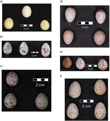 Images of egg sets of brood parasite victims. (a) Rufous-capped Spinetail (Synallaxis ruficapilla; two eggs at the bottom) and Shiny Cowbird (Molothrus bonariensis); (b) Dusky-green Oropendola (Psarocolius atrovirens; one egg on the right) and Giant Cowbird (Molothrus oryzivorus); (c) Red-cowled Cardinal (Paroaria dominicana; two eggs on the left) and Shiny Cowbird; (d) Barbados Bullfinch (Loxigilla barbadensis; two eggs at the top) and Shiny Cowbird; (e) Piratic Flycatcher (Legatus leucophaius; egg on the right)/Green-backed Becard (Pachyramphus viridis; egg in the middle) and Shiny Cowbird; (f) Northern Mockingbird (Mimus polyglottos; two eggs at the bottom and one egg on the left) and Shiny Cowbird.