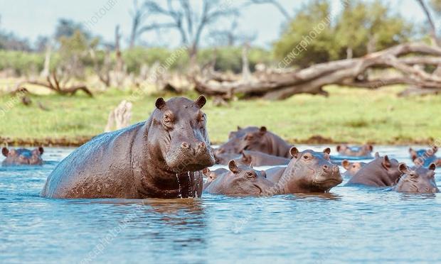 flusspferde im wasser