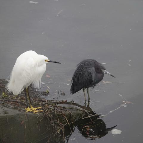 Two birds are standing near a body of water. One is a Snowy egret, a white bird with yellow feet, and the other is a Little blue heron, similar in size and shape but mostly dark-colored.