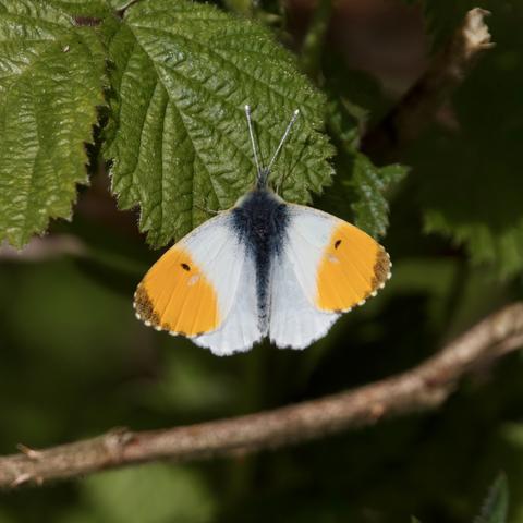 Male Orange-Tip butterfly