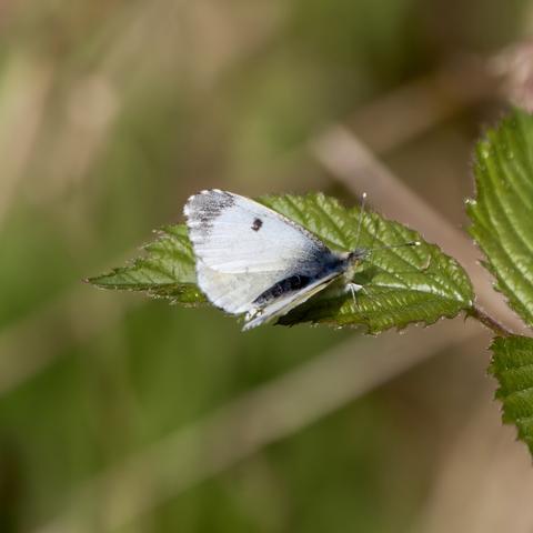 Female Orange-Tip butterfly