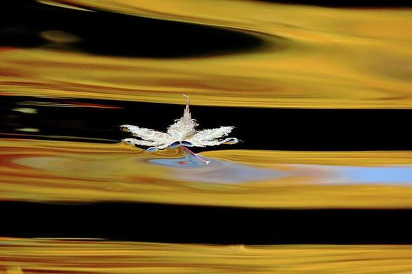 Black and gold ripples with a maple leaf floating on the water in the fall
