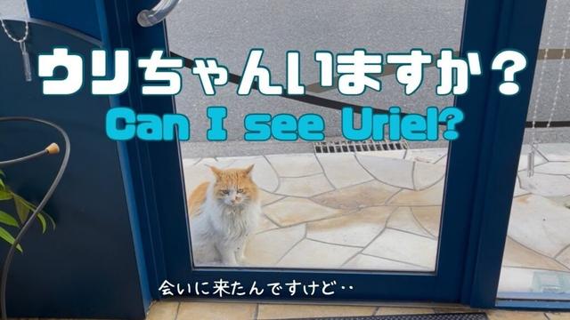 バーマン猫ウリとラフ【ウリちゃんいますか？】Can I see Uriel?（バーマン猫）Birman/Cat