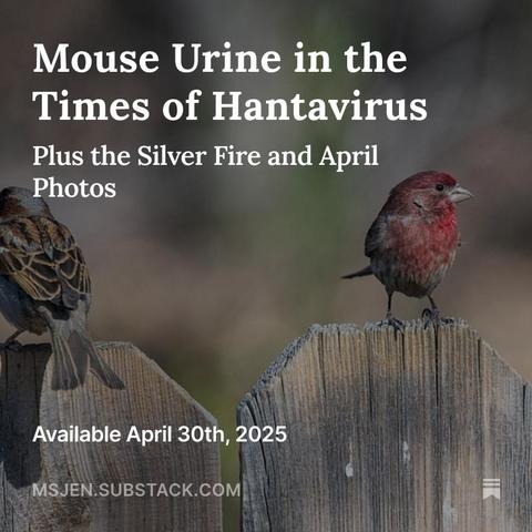 A male house sparrow with his back to the viewing perched on a fence slat and a male house finch facing forward with one eye watching the photographer also perching on the next fence slat to the right. Photograph by Jenifer Hanen.