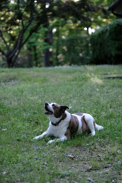 A white and brown dog lying on green grass in his yard, looking up with his mouth open, feeling the pleasant air of the evening