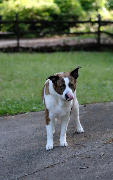 A white and brown dog standing on the driveway at home, licking his nose
