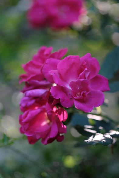 A few red/magenta roses in an early evening sun.