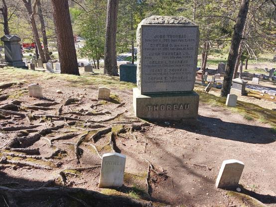 Photo of the Thoreau family burial plot. There is a large gray stone monument carved with the names, dates of birth, and dates of death of 6 family members. "THOREAU" is carved on the base. In front of this monument are 2 small white grave markers carved with "FATHER" and "MOTHER". Spread out behind the monument are 3 small white grave markers carved with "HENRY" (for Henry David Thoreau, in the back left), "SOPHIA" and "HELEN". Tree roots are visible in the dirt between the grave markers on the left side of the monument. In the background are trees and other gravestones.