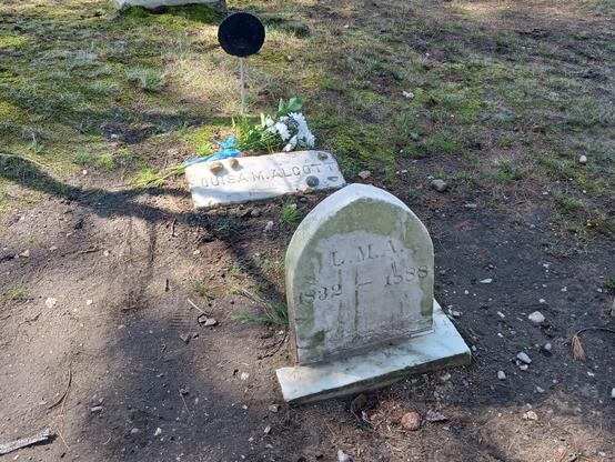 Photo of Louisa May Alcott's grave site. A small, non-descript white gravestone is carved with "L. M. A."; below that is carved "1832 - 1888". Behind the gravestone is a flat white stone placard carved with "LOUISA M. ALCOTT". There's a small bouquet of white flowers placed at the top of the placard, and 4 small stones placed on top of the placard. The ground is mostly dirt with a smattering of grass.