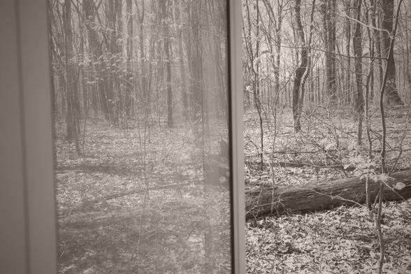 This black-and-white photograph shows a wooded forest scene captured through a window. The glass reflects the interior shadows and the same forest view, creating a layered, ghostlike doubling of the trees on the left half of the frame. On the right, bare trunks and a fallen log lie across a forest floor scattered with dry leaves and tangled branches.