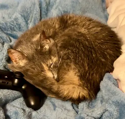 A small tabby cat lays curled up on a blue blanket and partially against a PlayStation 4 controller. Her eyes are closed.
