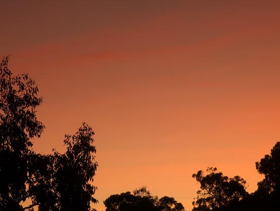 Silhouette of trees against an orange and pink sunrise sky.