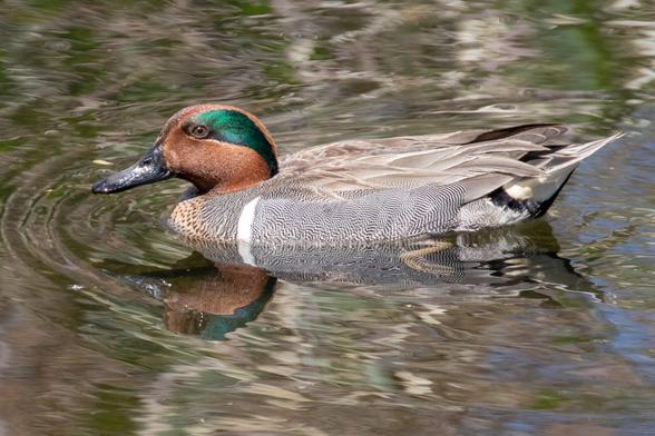 A male Green-winged Teal duck swimming in a creek.