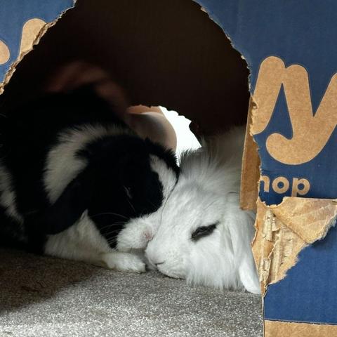 A black and white rabbit and a long-haired white rabbit sleeping snuggled together in a cardboard box