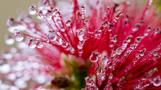 Dew drops on a native red Bottle Brush flower stem.
Credit: Liz Barratt, Australian Photography