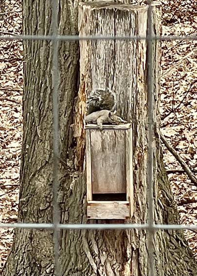 Squirrel sleeping on a tall tree stump.