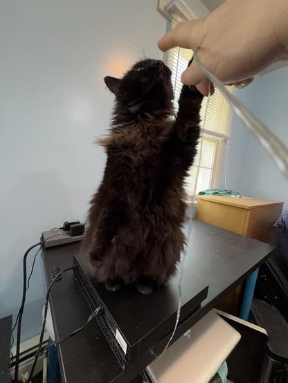 A fluffy black cat is reaching up towards a human hand, which is extending a finger for the cat to touch. The cat stands on a black surface with various electrical cables visible nearby, and the background features a light blue wall and natural light coming through