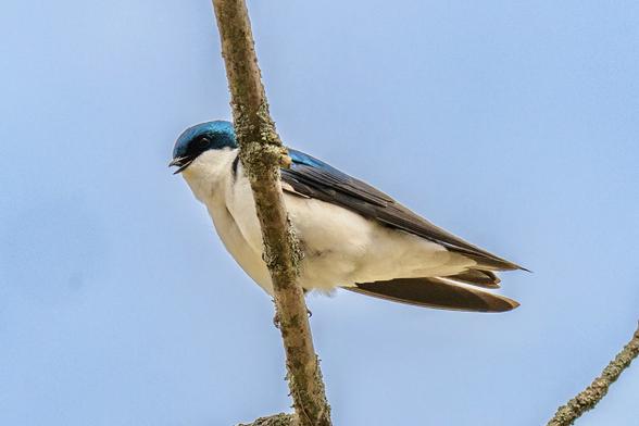 A very cute blue and white bird perched on a branch