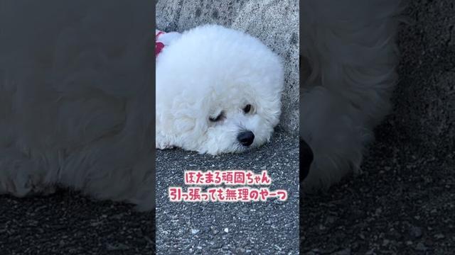 オッチャンを待つぼたまる #bichonfrise #dog #犬 #shorts  #2025年 #ビションフリーゼ #4月 #オッチャン #待つ #通り過ぎる