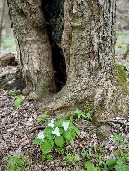 A small cluster of four great white trillium flowers at the foot of a large tree with a long opening running up the trunk.