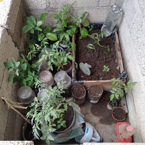 Mini-huerto