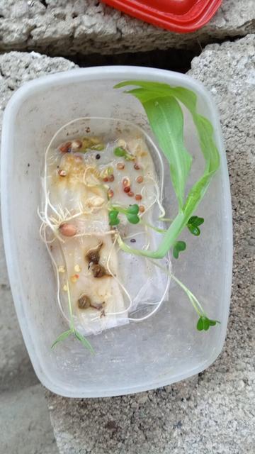 Semillas germinadas