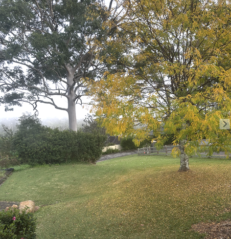 A deciduous tree with a mixture of tiny green and yellow leaves scattered sparsely on its outreaching branches. A snowfall of yellow leaves lie on the ground under the tree, like the memory of a reflection of what remains of the canopy. In the background there's a grey sky overlooking a grassy hillside with a hedge, rustic wooden 2-railing fence, and a large eucalyptus tree.