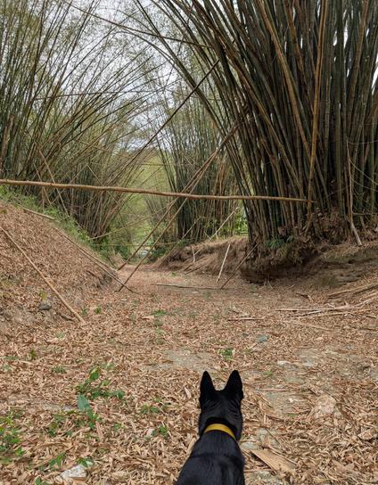 Looking over my German Shepherd's head down the dry riverbed lined with bamboo. Her ears look remarkably like those on Batman's mask.