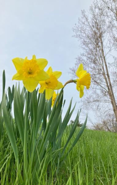 Yellow daffodils on a grassy hill against a backdrop of grey skies and trees just starting to leaf.