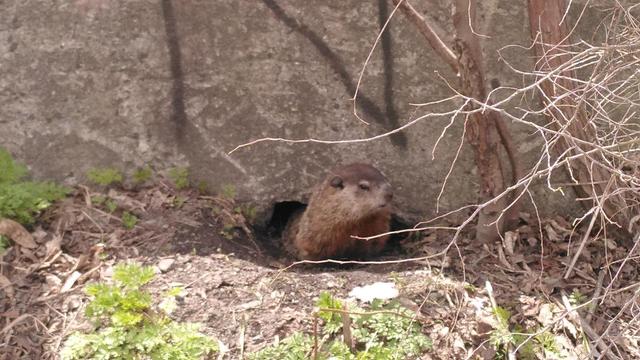 Marmotte sortant de son trou et regardant à droite