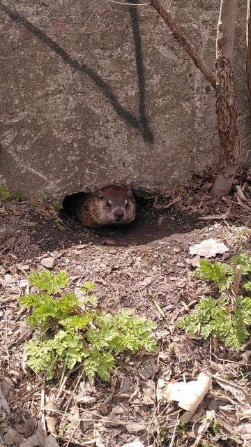 Marmotte sortant de son trou et regardant de face
